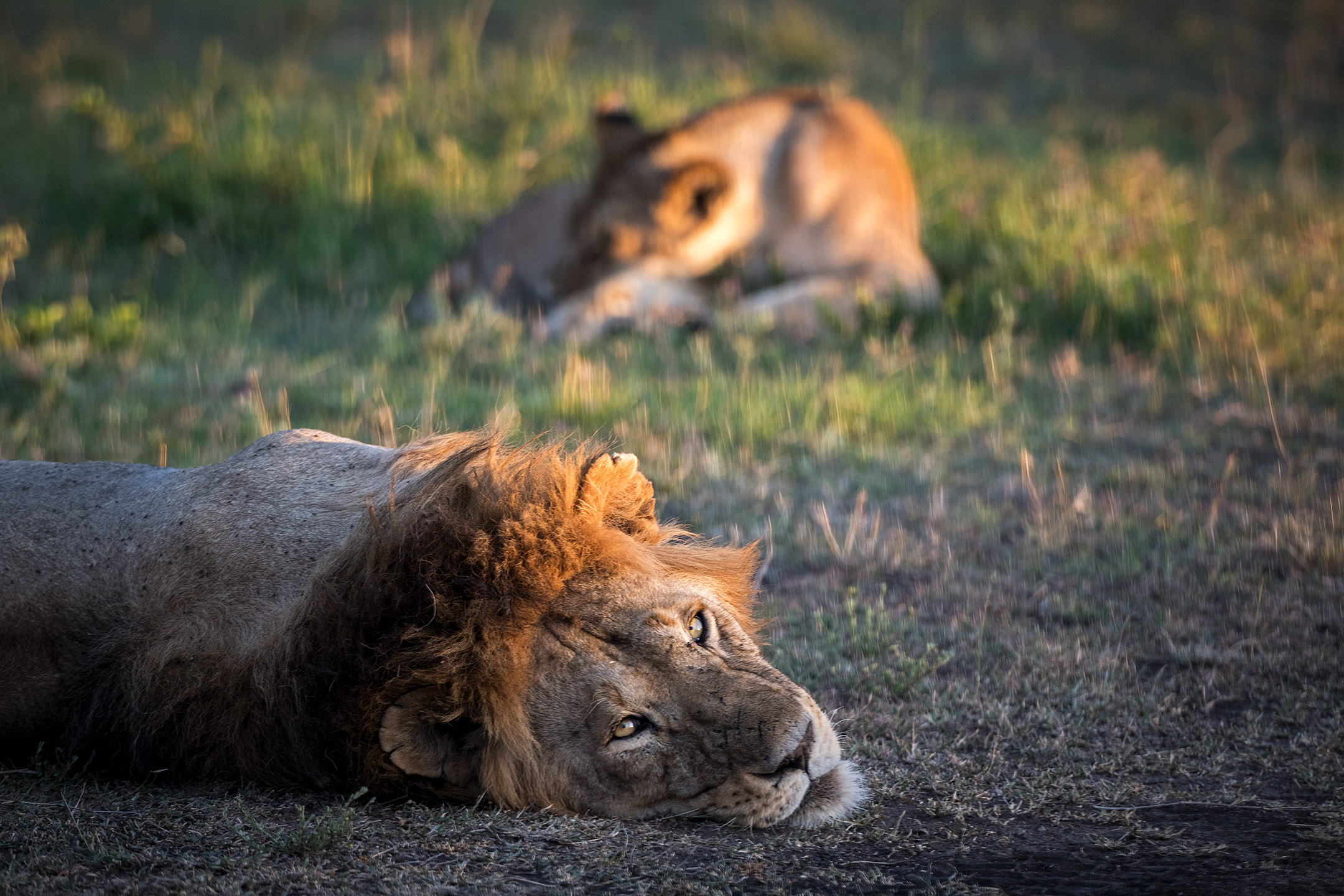 Scott: It was remarkable to me how close we could get to lions when in the Land Cruiser—and how indifferent they were about our presence.

Wannapha: Obviously, Chris and Scott were interfering with the lion’s nap. I’m surprised they both made it back.