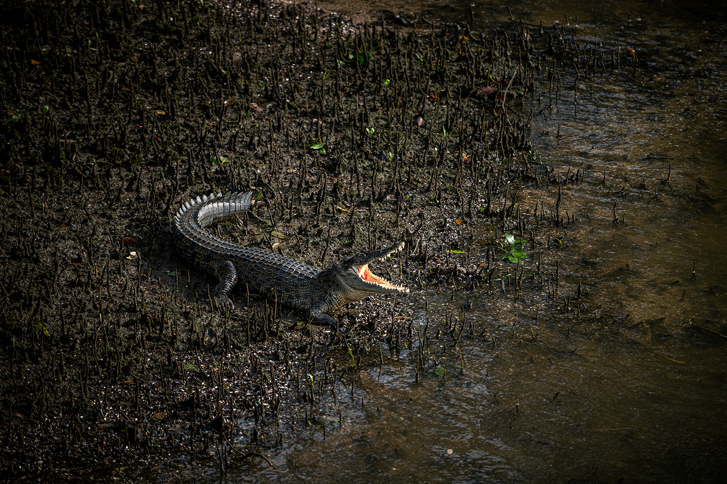 An Estuarine Crocodile basks in the early morning sun.