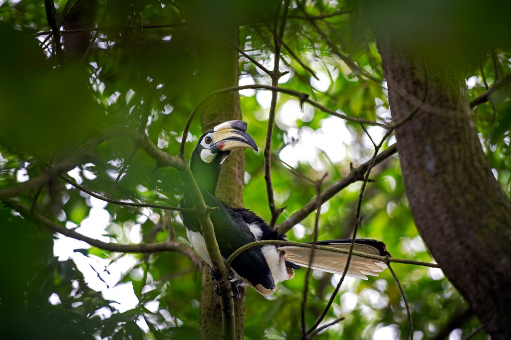 Oriental Pied Hornbill.