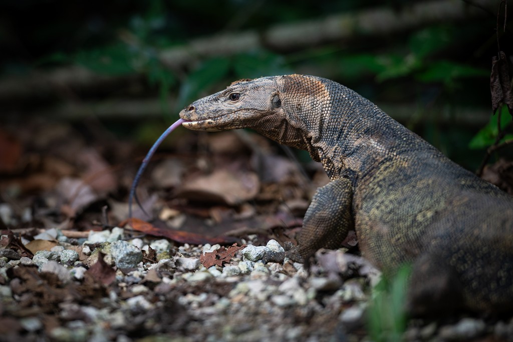 Malayan Water Monitor Lizard.