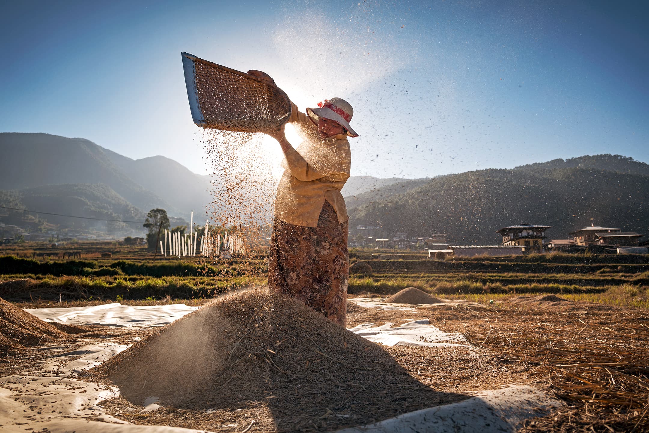 A woman manually separates rice from the husk in a field outside Punakha, Bhutan on December 11, 2017.  Bhutan is a nation at a crossroads, aiming to preserve its deep cultural heritage while still cautiously opening itself up to modernity.  Still, farming plays a critical role in the nation’s economy with at least 80% of all Bhutanese being involved in the agricultural sector.  The photographer did not influence the scene or circumstances of this photograph.  The woman was performing this task in the field; the photographer did not influence the scene or circumstances of this photograph.