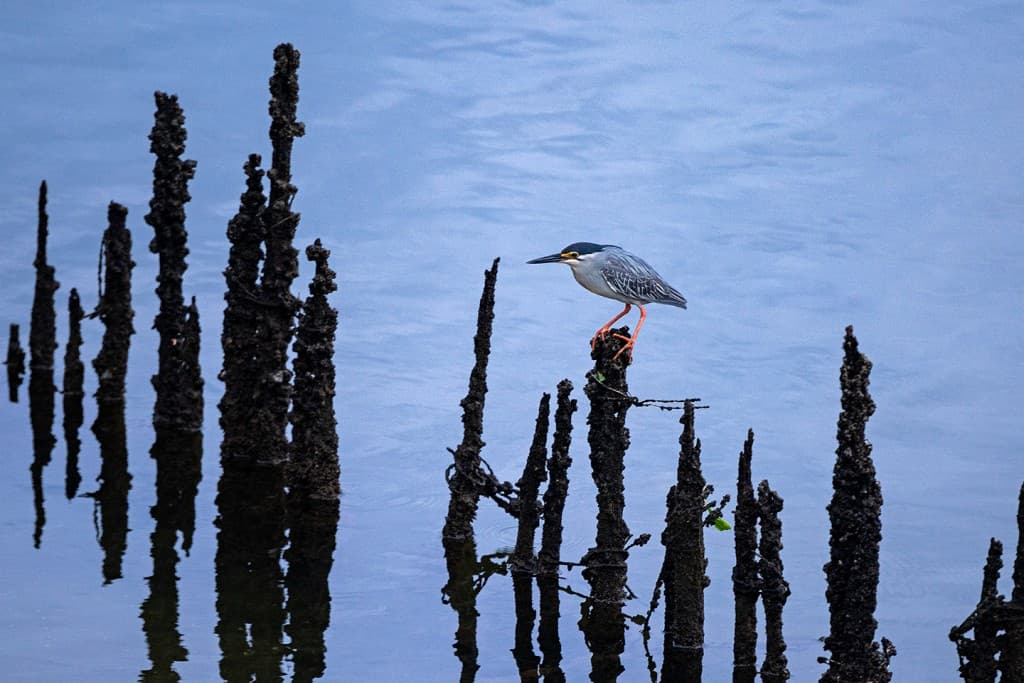 A Striated Heron looks out for prey.